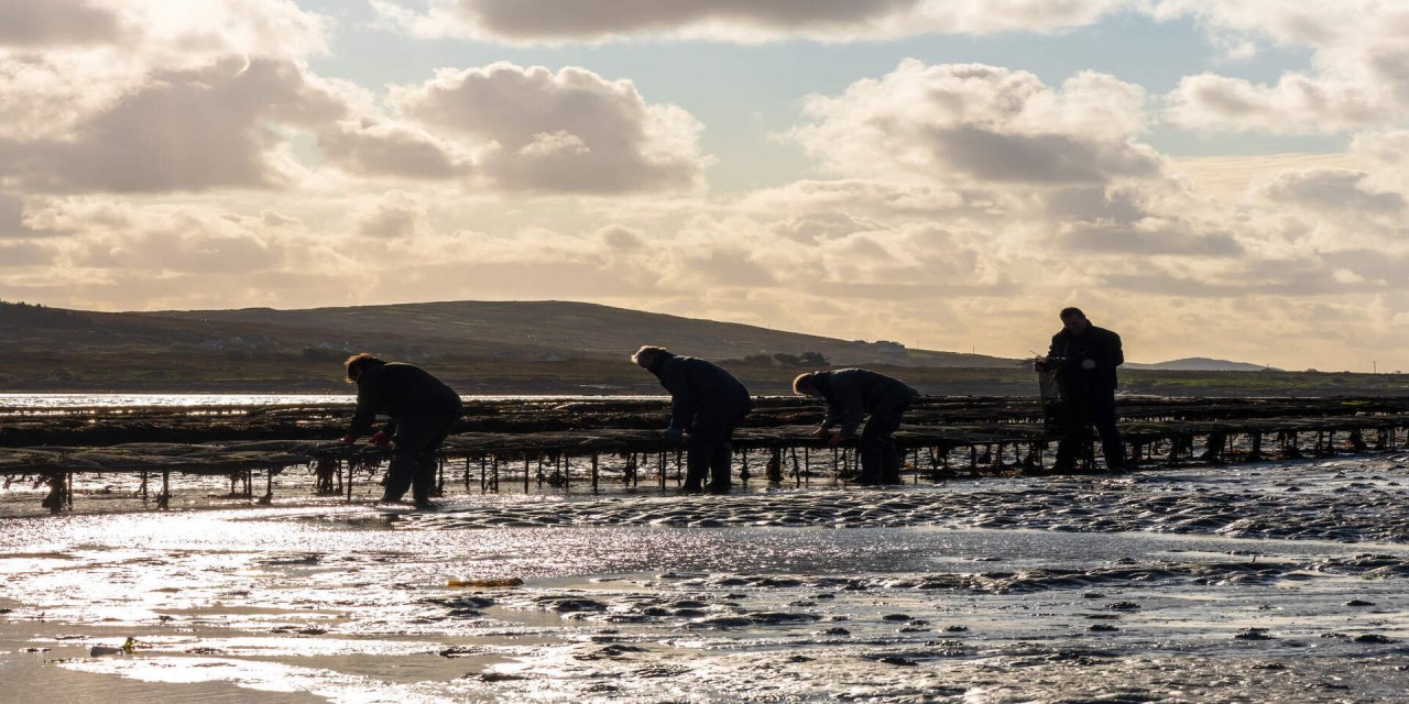 oyster farmers at work